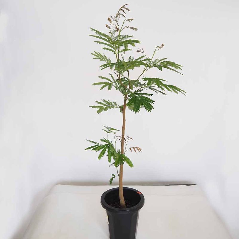 エバーフレッシュ (アカサヤネムノキ)【観葉植物 中型 6号鉢／1個売り