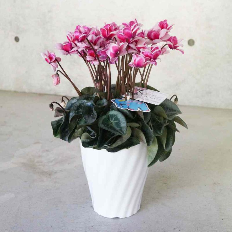 多肉植物 寄せ植え アズカーワイド(どこにでも置きやすいサイズの楕円