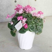 八重咲きシクラメン フェアリーピコ ピンク系【花苗 5号／1個売り】|花苗