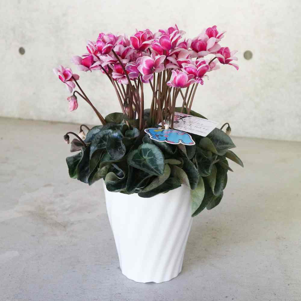 八重咲きシクラメン フェアリーピコ ピンク系【花苗 5号／1個売り】