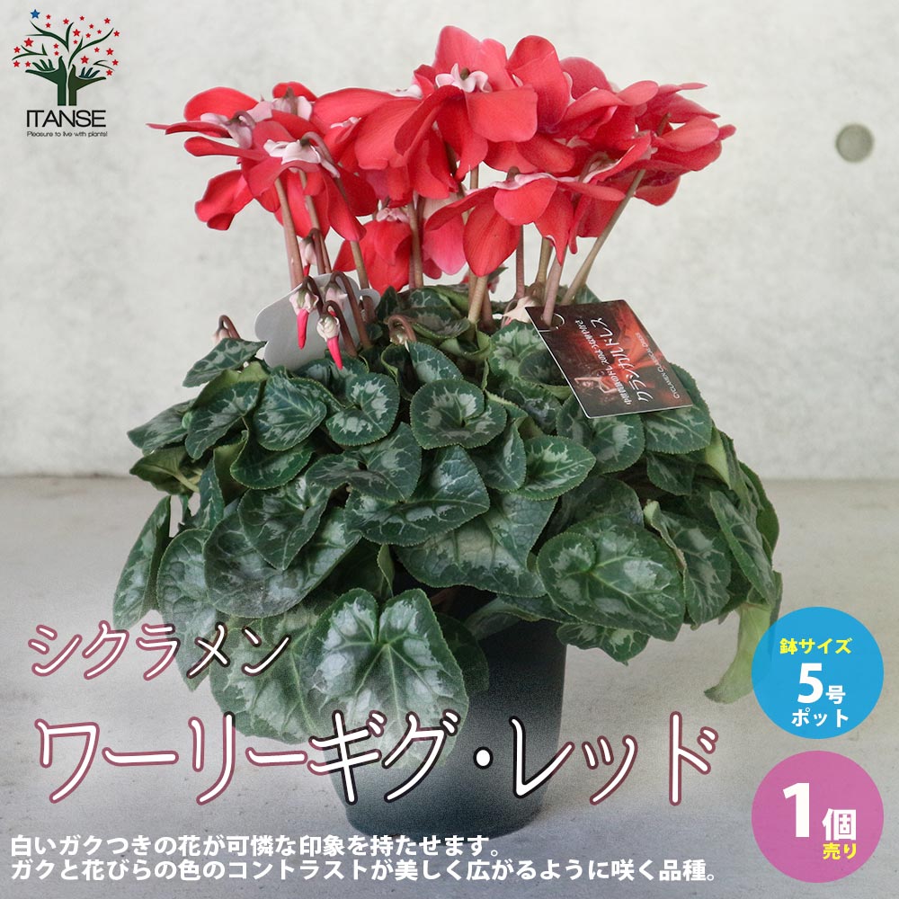 Itanse良品ｾﾚｸﾄ通販