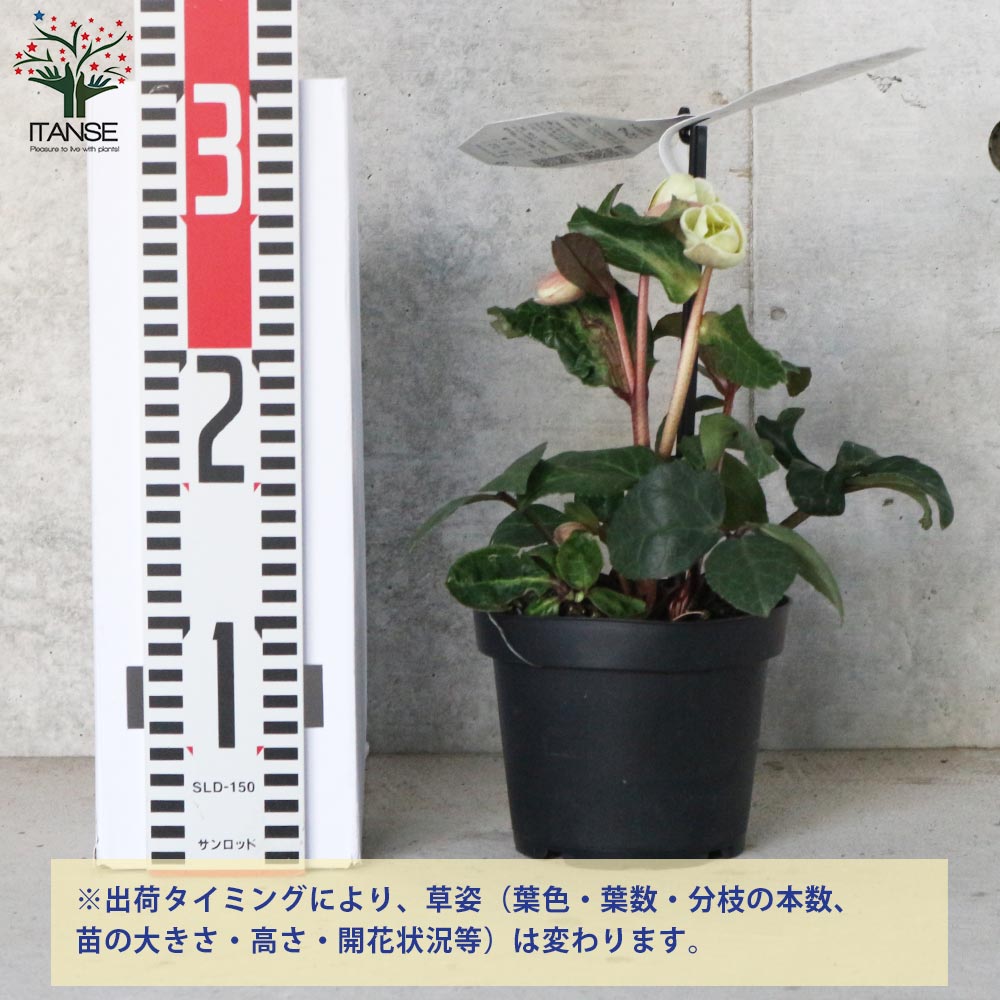 クリスマスローズ マーロン【花苗 4.5号／1個売り】｜ 【植物の