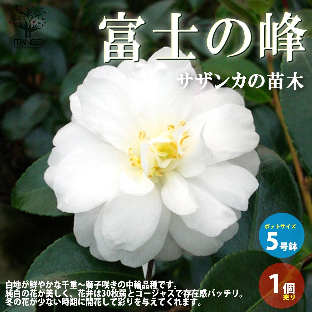 サザンカ 富士の峰【花苗 5号／1個売り】