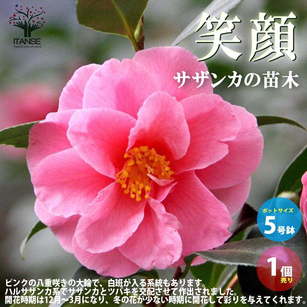 サザンカ 笑顔【花苗 5号／1個売り】