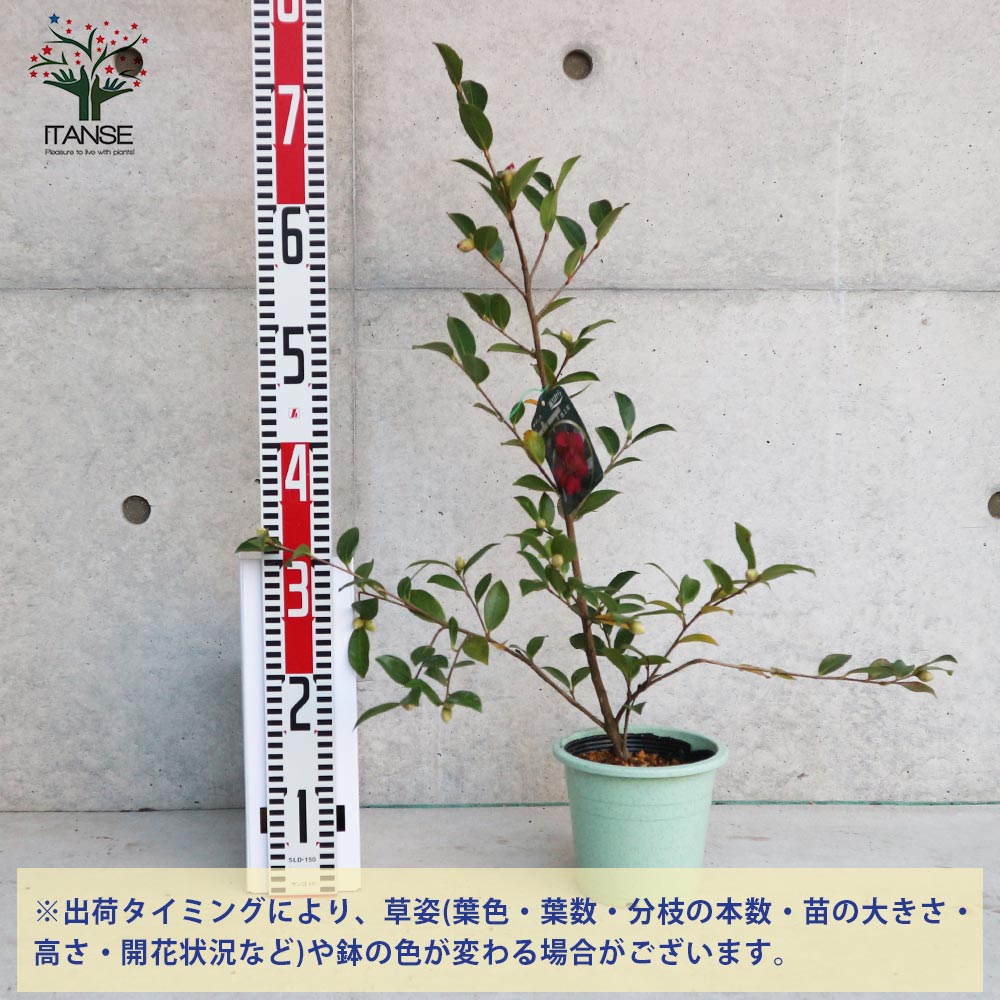 サザンカ 池上紅【花苗 5号／1個売り】｜ 【植物のITANSE】全品