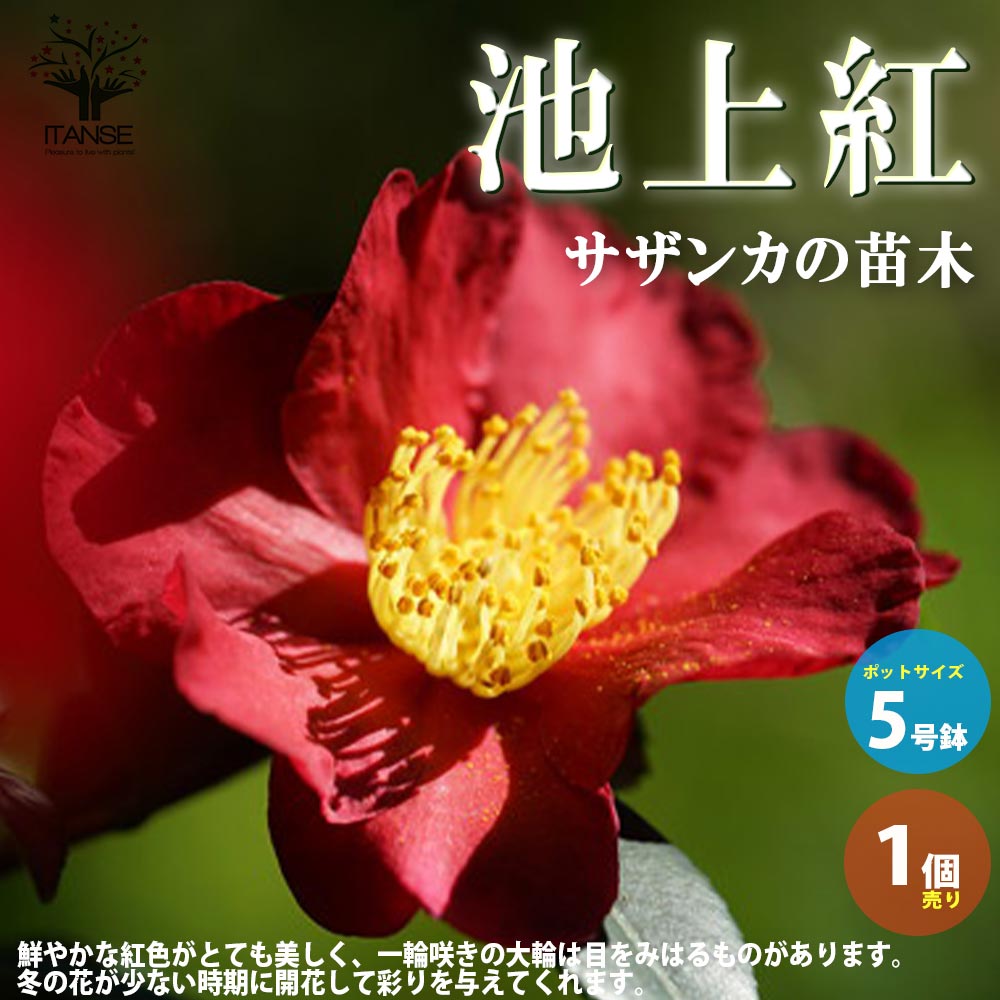 サザンカ 池上紅【花苗 5号／1個売り】