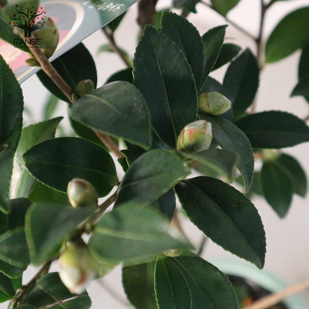 サザンカ ユーレタイド【花苗 5号／1個売り】｜ 【植物のITANSE