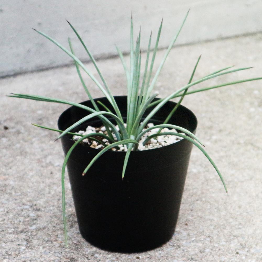 アガベ ストリクタ【観葉植物 5号鉢 多肉植物／1個売り】