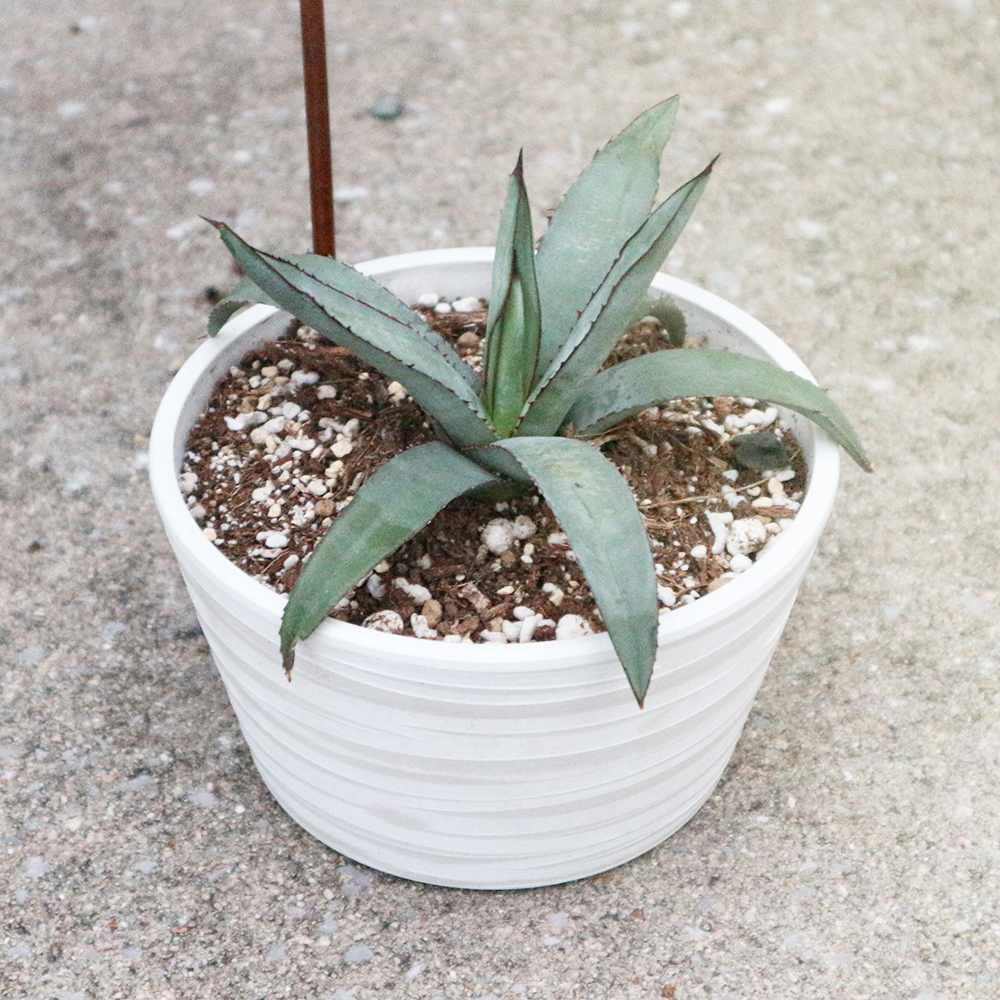 アガベ ブルーエンペラー【観葉植物 5号鉢 多肉植物/1個売り アガベ ブルーエンペラー【観葉植物 5号鉢 多肉植物/1個売り