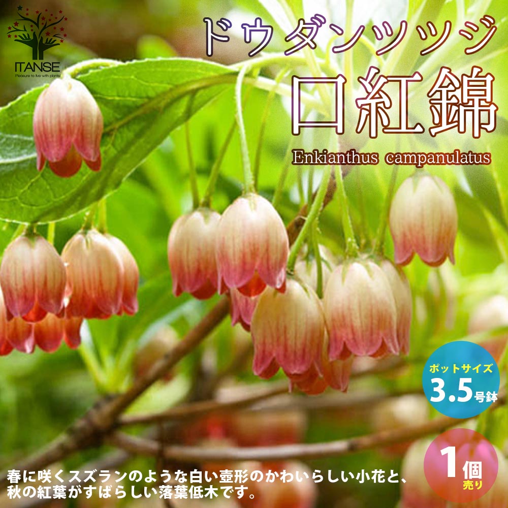 Itanse良品ｾﾚｸﾄ通販