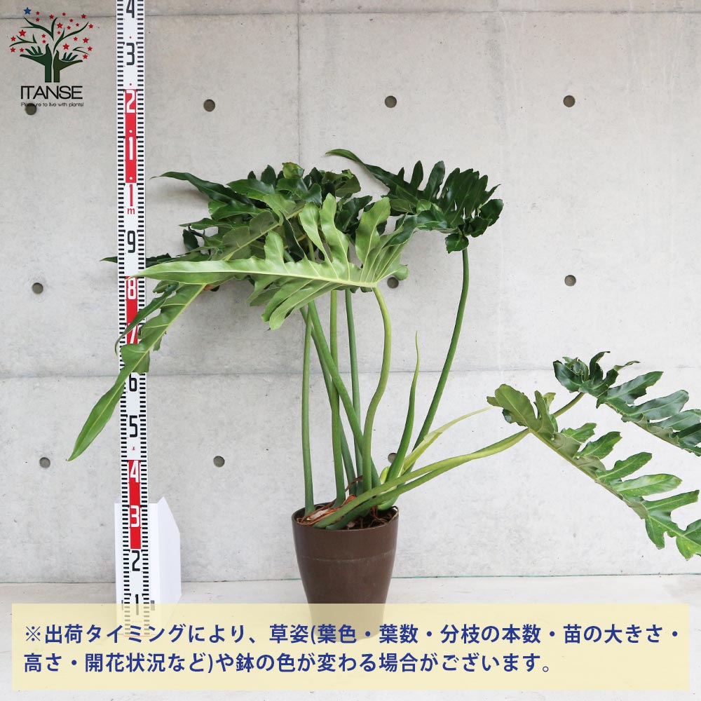 フィロデンドロン ボブシー【観葉植物 大型 8号プラスチック鉢