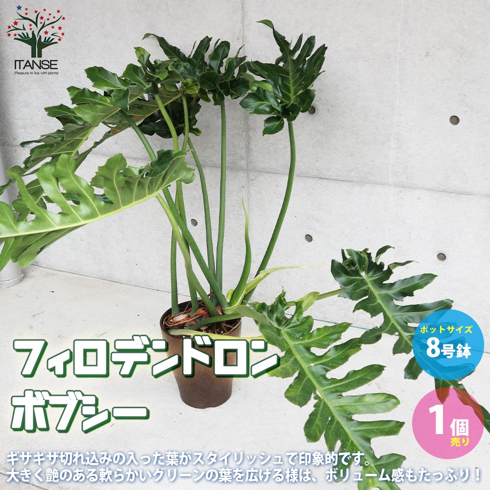 フィロデンドロン ボブシー【観葉植物 大型 8号プラスチック鉢