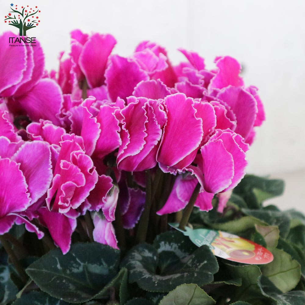 シクラメン ドリームパープル【花苗 6号鉢／1個売り】｜ 【植物の