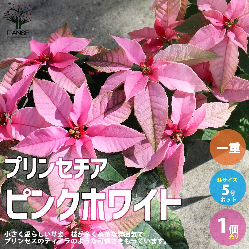 プリンセチア ピンクホワイト一重【花苗 5号／1個売り】
