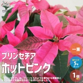 プリンセチア ホットピンク一重【花苗 5号／1個売り】|植木・花木