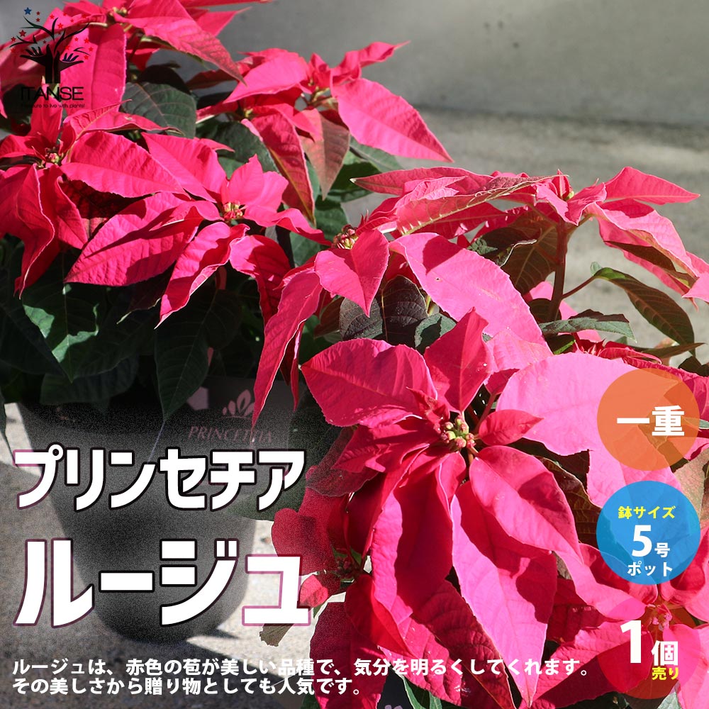 プリンセチア ルージュ一重 【花苗 5号／1個売り】