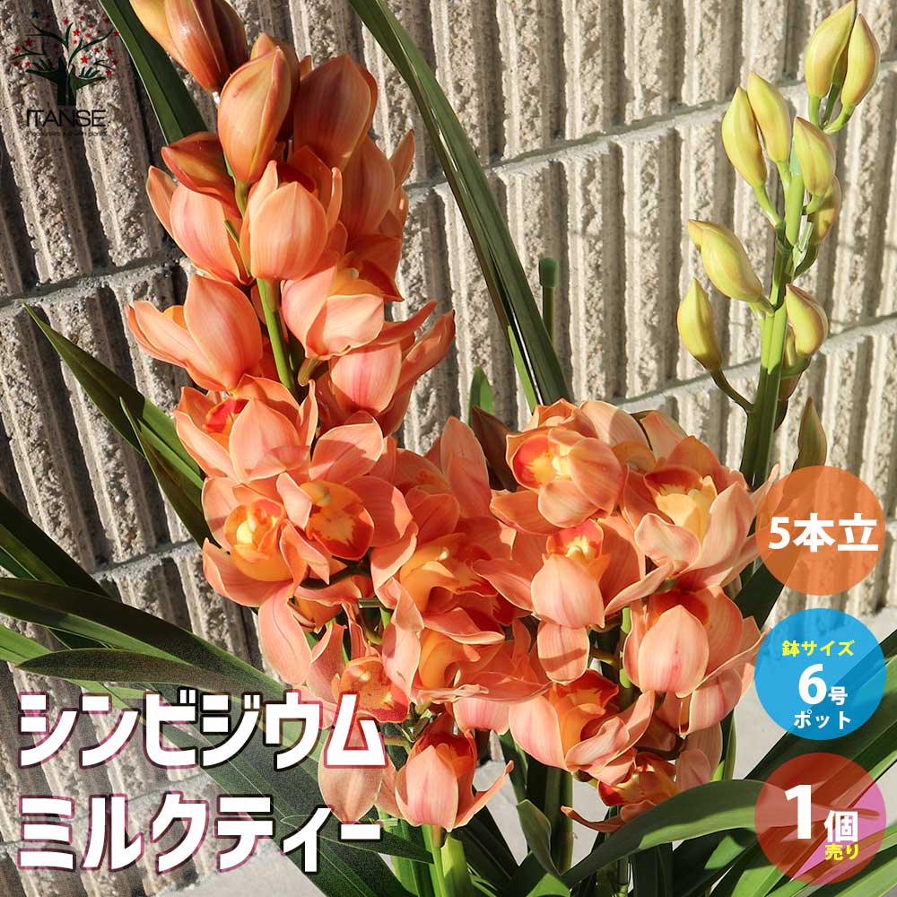 シンビジウム ピエレッテ ミルクティー【4本～5本立 6号鉢 花苗／洋ラン／1個売り】