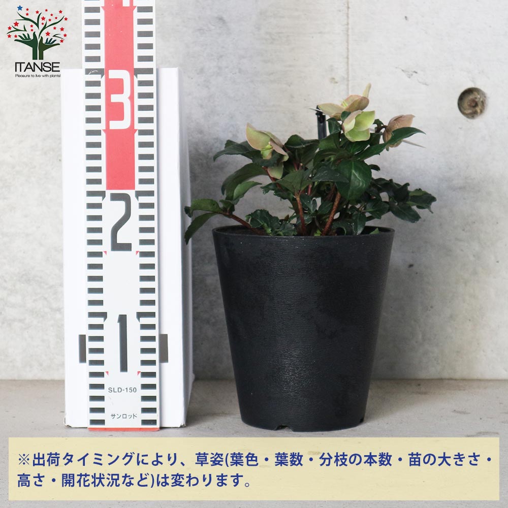 クリスマスローズ シナモンスノー 【花苗 5号ポット苗／1個売り