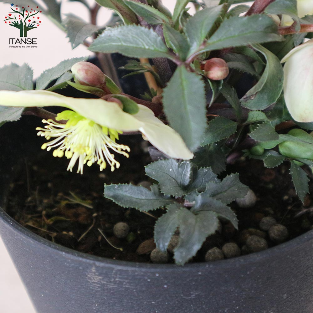 ばな クリスマスローズ 小苗 セット クリスマスローズ苗 クリスマスローズ 八重も、一重も、原種も