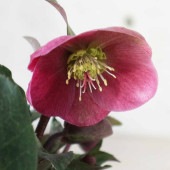 クリスマスローズ アンナズレッド【花苗 5号ポット苗／1個売り】|植木・花木