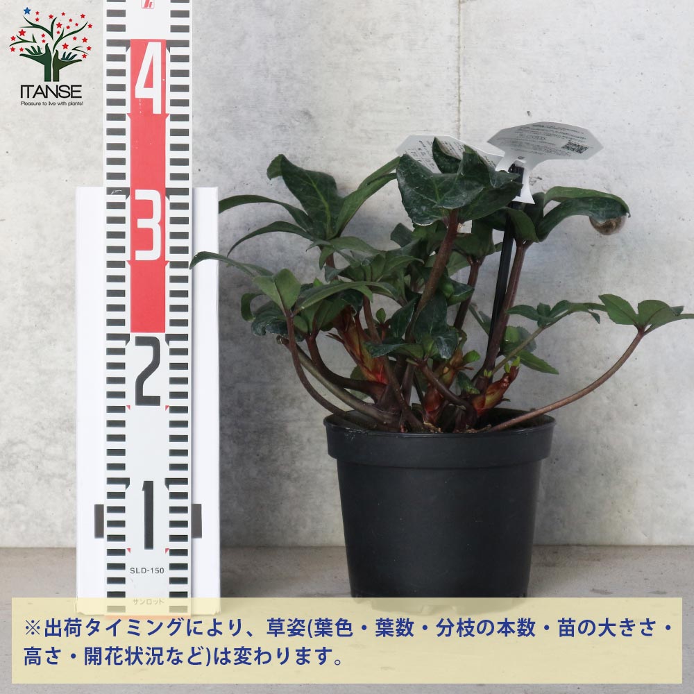 クリスマスローズ HGC マホガニースノー【花苗 6号ポット苗／1個売り