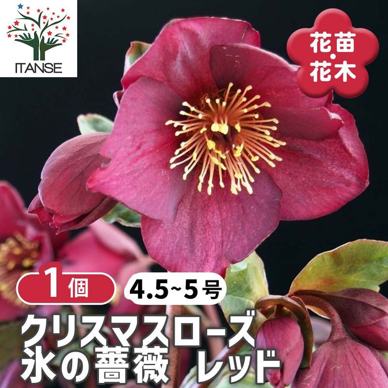 フィリカ プベッセンス ハイドラ【花苗 7号鉢／1個売り】｜ 【植物の