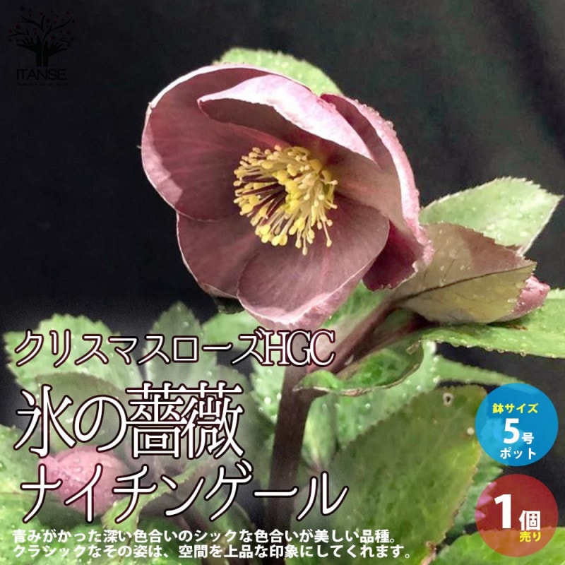 クリスマスローズ｜【植物のITANSE】全品送料無料・即出荷!