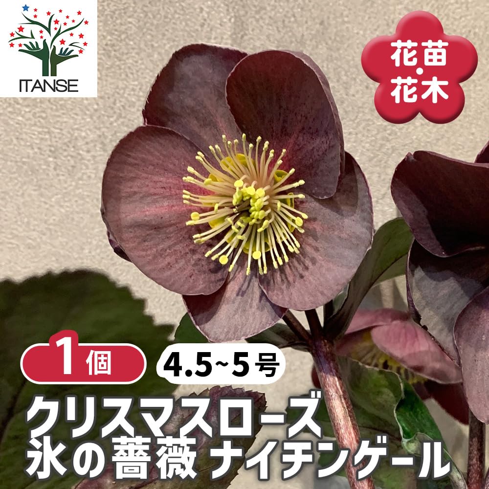 クリスマスローズ HGC 氷の薔薇 ナイチンゲール【花苗 4.5～5号ポット苗／1個売り】