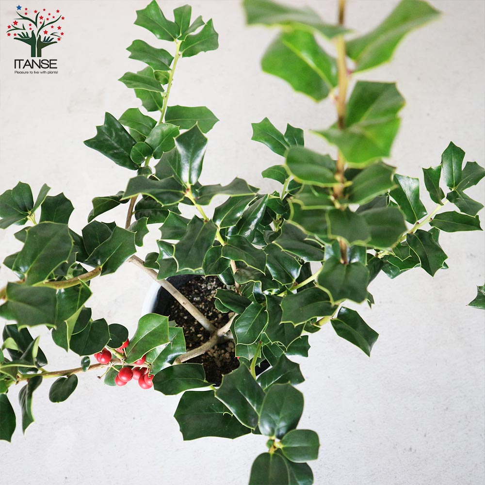 クリスマスホーリー 【庭木 5号鉢／1個売り】｜ 【植物のITANSE