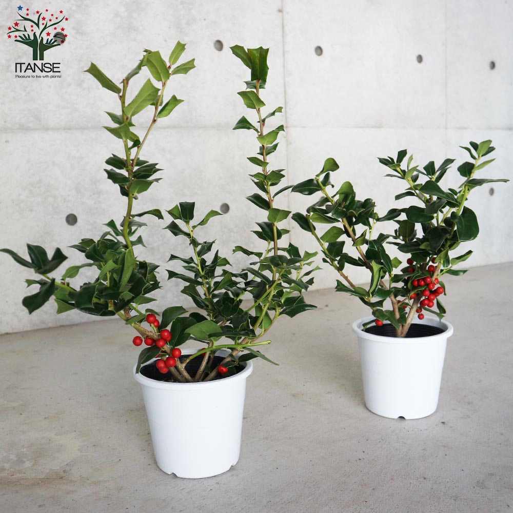 ⭐️クリスマスホーリー５号⭐️一鉢 クリスマスホーリー 【庭木 5号鉢 実付き大苗／1個売り】｜ 【植物の
