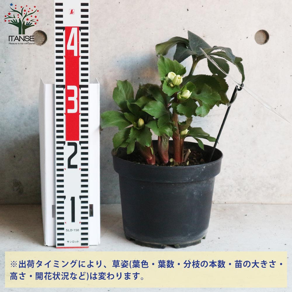 クリスマスローズ HGC IceN'roses 氷の薔薇 ピコティー【花苗 7号