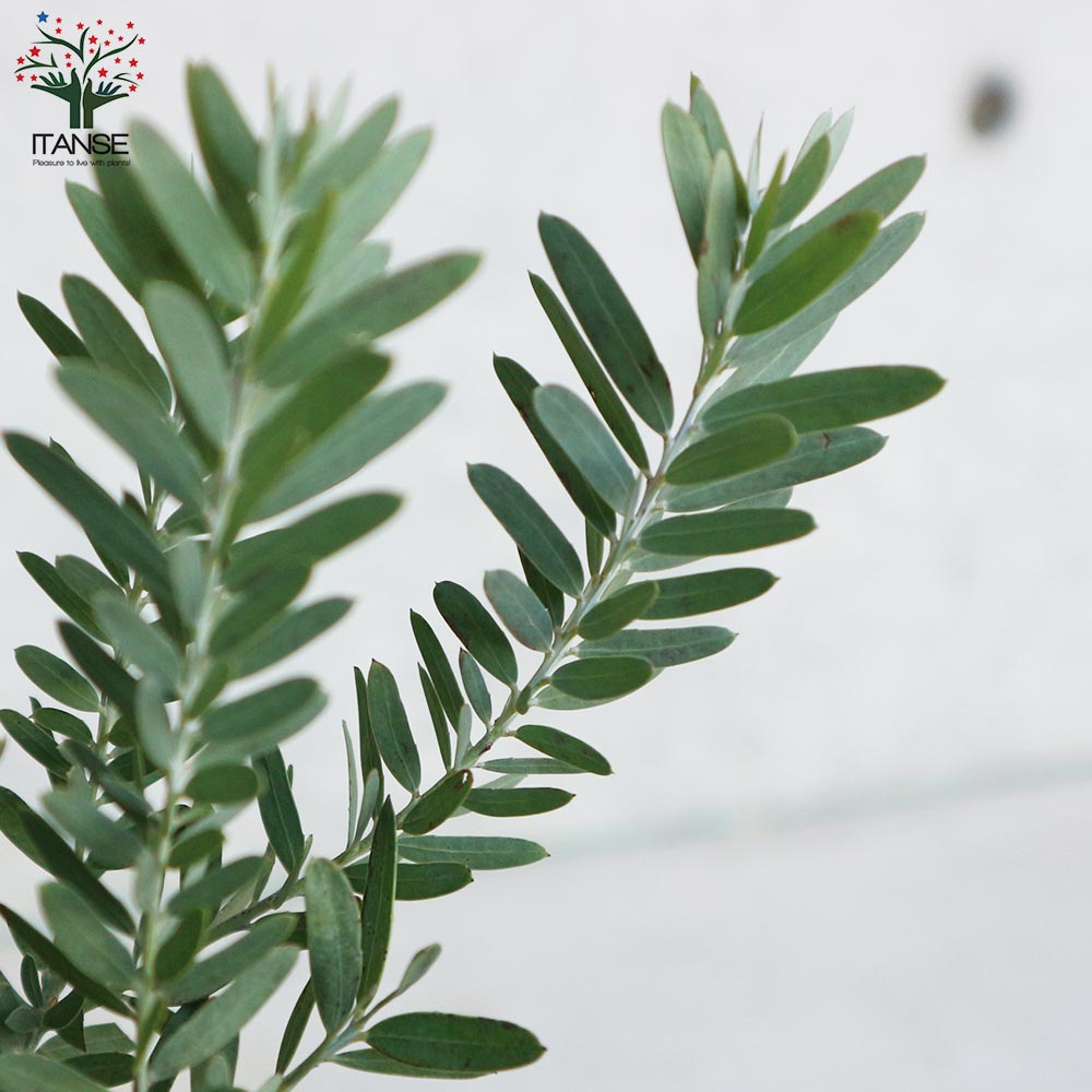 アカシア ブルーブッシュ【庭木 4.5号／1個売り】｜ 【植物の