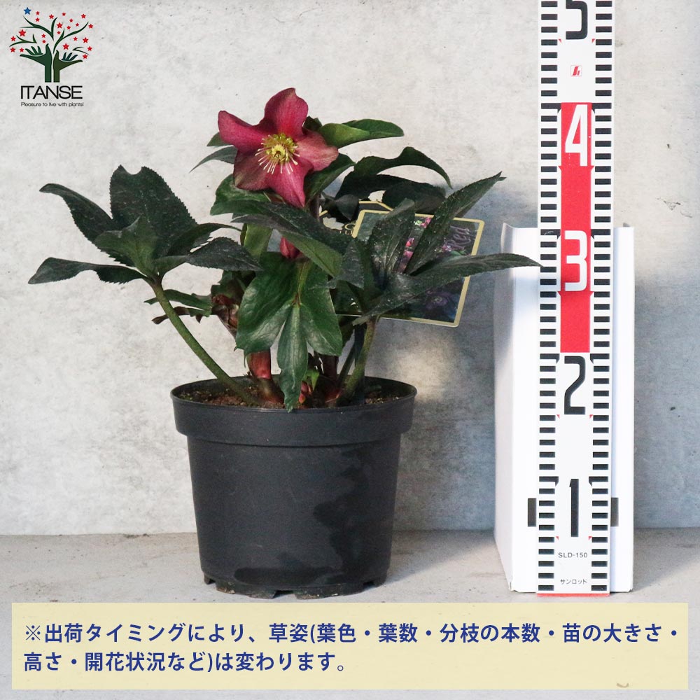 クリスマスローズ HGC 氷の薔薇 レッド【花苗 7号ポット大苗／1個売り