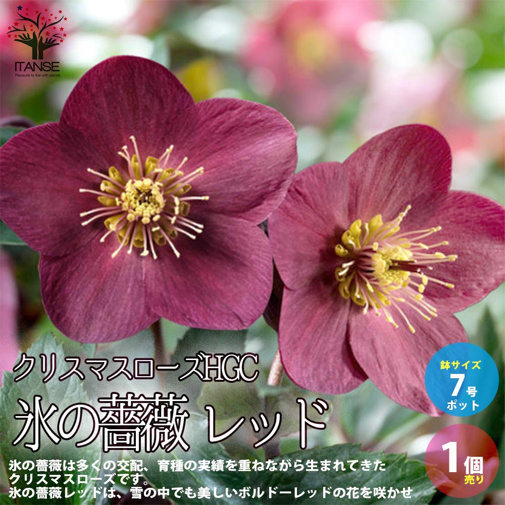 クリスマスローズ HGC 氷の薔薇 レッド【花苗 7号ポット大苗／1個売り