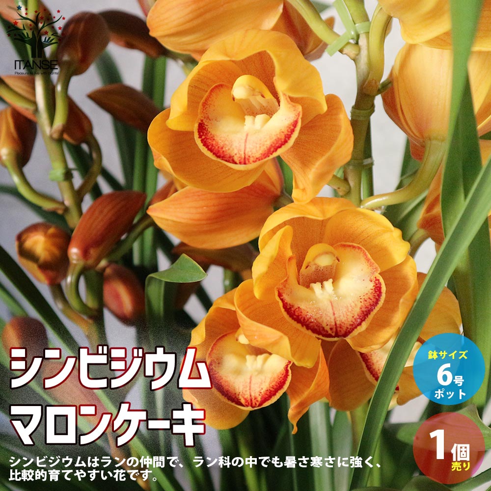 シンビジウム・マロンケーキ 3～4本立 【花苗 6号鉢／1個売り】