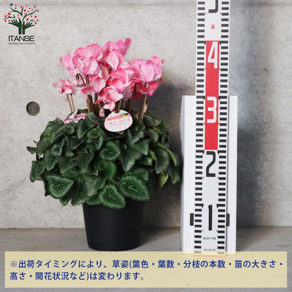 プレミアムシクラメン ミルキーガール【花苗 5号ポット苗／1個売り