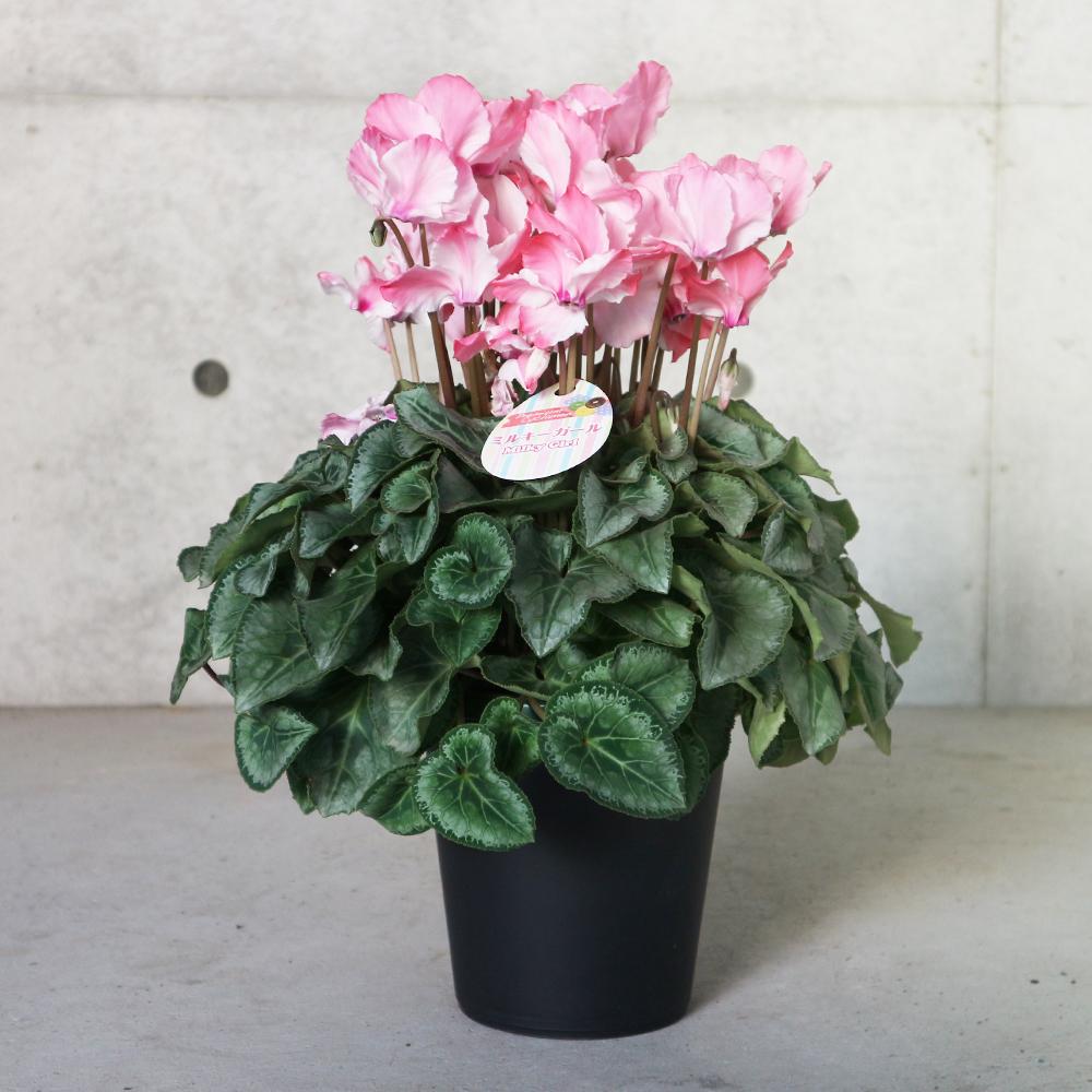 kazu様 リクエスト 2点 まとめ商品　シクラメン　ドリーム　ミルキーガール kazu様 リクエスト 2点 まとめ商品 シクラメン ドリーム ミルキーガール