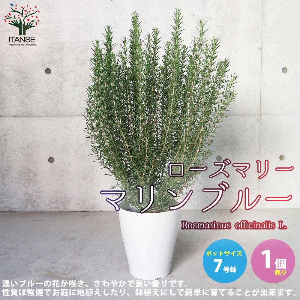 りんごページ　8号ローズマリー　鉢植え済み　高さ90センチ りんごページ 8号ローズマリー 鉢植え済み 高さ90センチ りんご