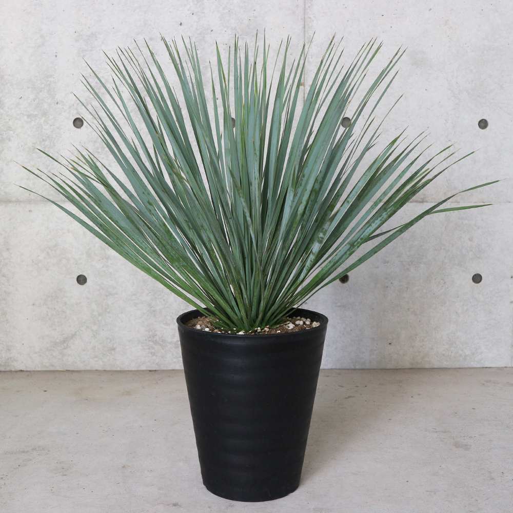 ユッカ　ロストラータ　幹立ち　10号鉢前後 ユッカ ロストラータ 幹立ち 10号鉢前後