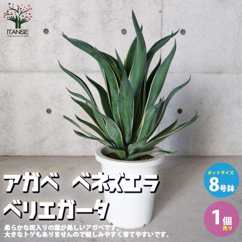 アガベ｜【植物のITANSE】全品送料無料・即出荷!