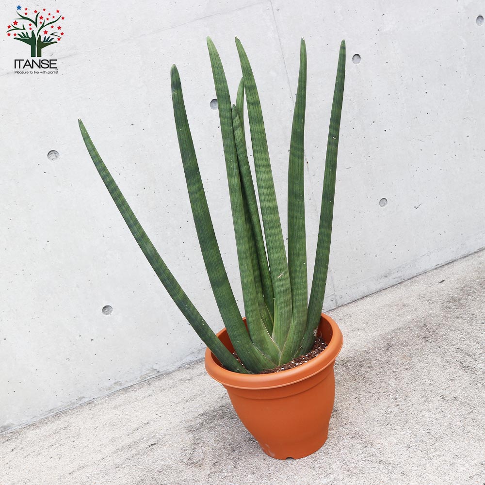 サンスベリア スタッキー【観葉植物 10号プラスチック鉢