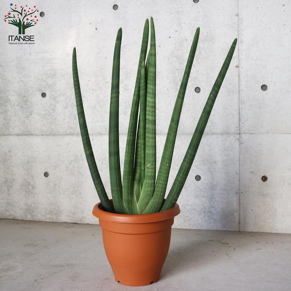 サンスベリア スタッキー【観葉植物 10号プラスチック鉢：リビングや