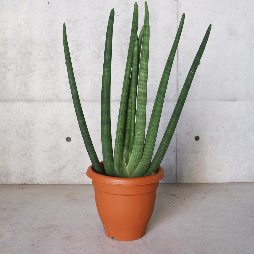 サンスベリア スタッキー【観葉植物 10号プラスチック鉢：リビングやオフィス向きサイズ／1個売り】