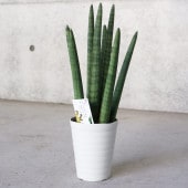 サンスベリア スタッキー【観葉植物 4号プラスチック鉢：リビングやオフィス向きサイズ／1個売り】|観葉植物