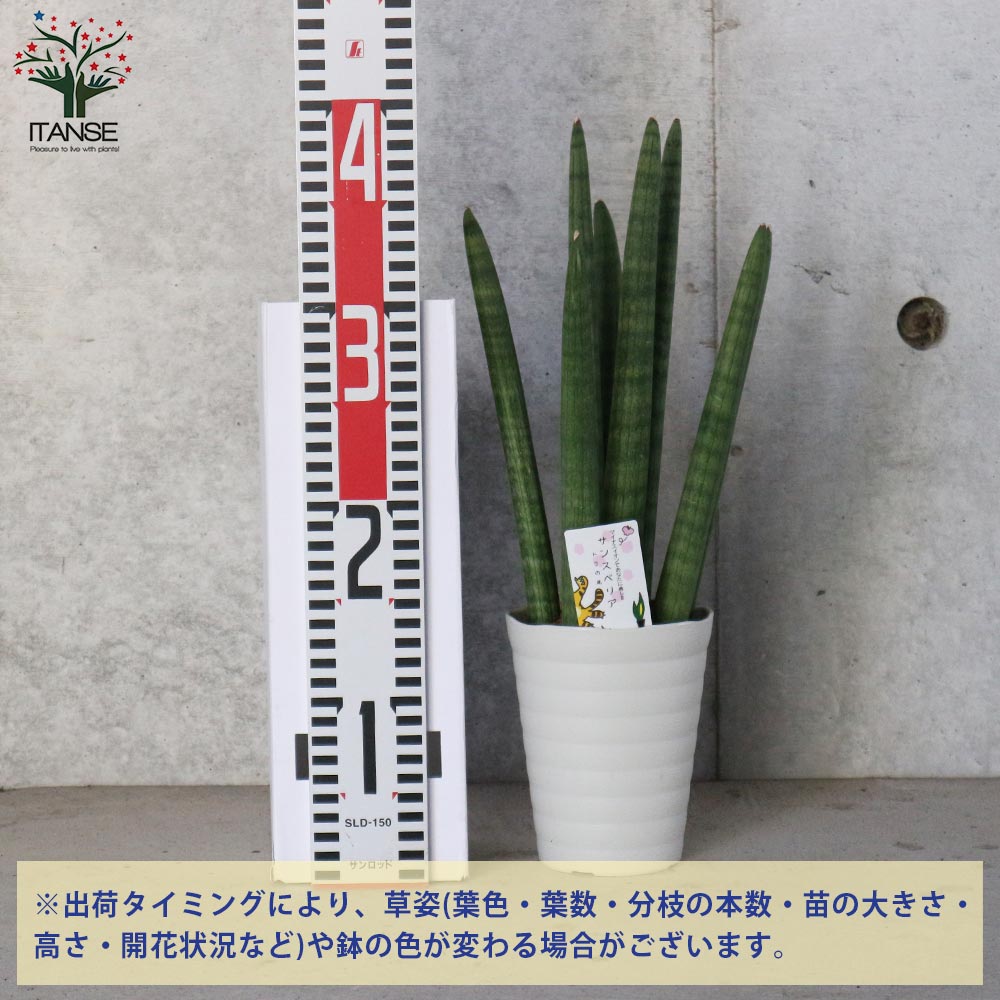 サンスベリア スタッキー【観葉植物 4号プラスチック鉢：リビングや