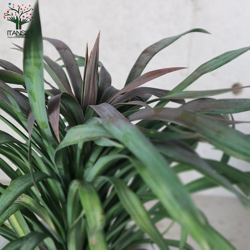 人気❗️ ユッカ　デスメティアーナ　 ロックガーデン　ドライガーデン　観葉植物 ユッカ デスメティアーナ(銀緑)【観葉植物 6号鉢 ドライガーデン／1個