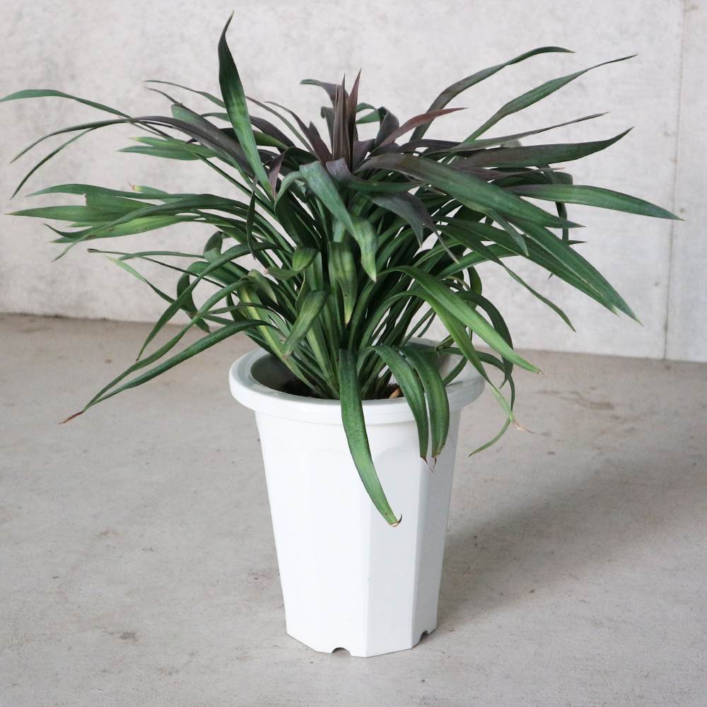 ユッカ デスメティアーナ(銀緑)【観葉植物 6号鉢 ドライガーデン／1個売り】