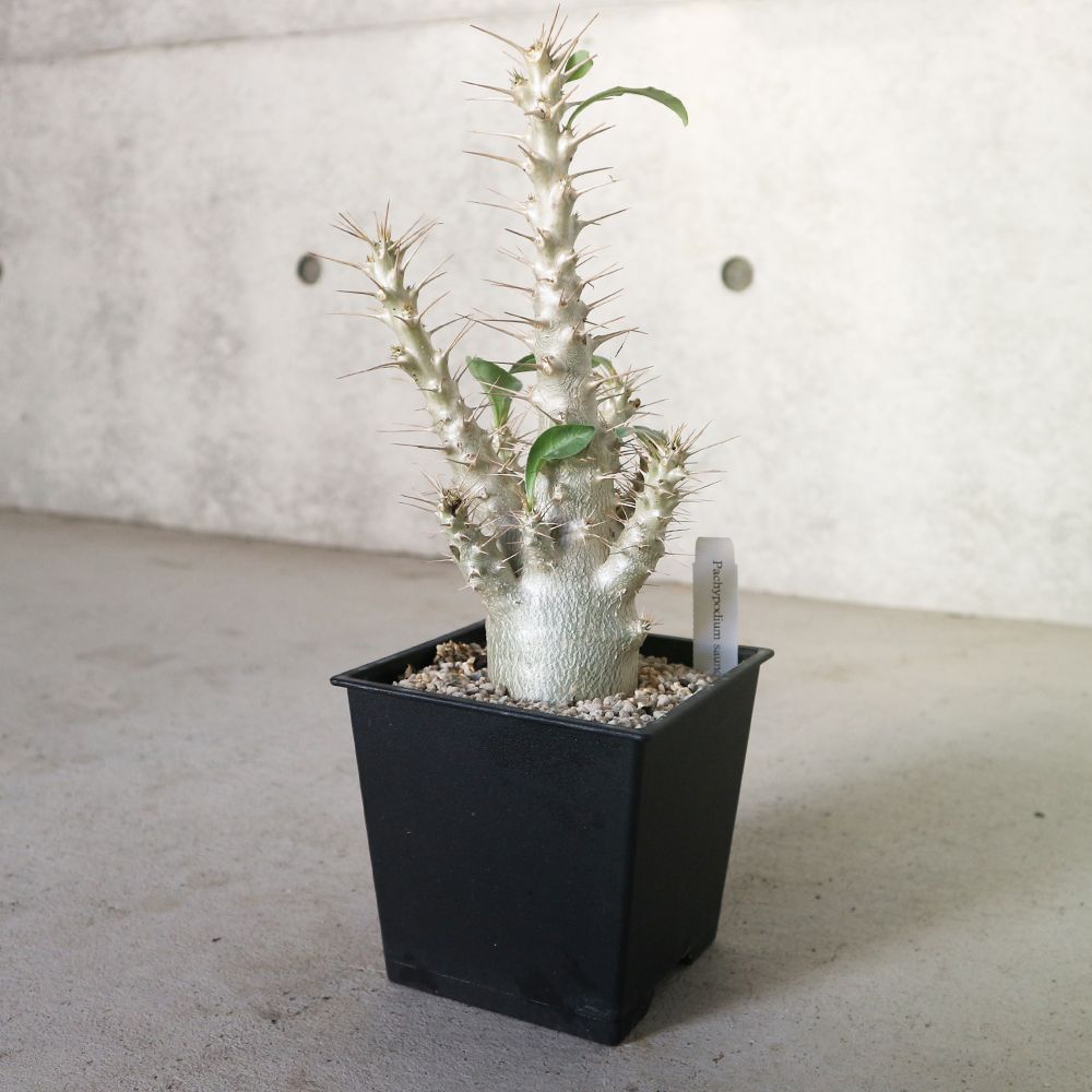 パキポディウム サンデルシー(白馬城)【観葉植物 5号角鉢 珍奇植物