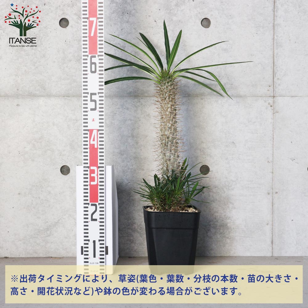 パキポディウム ラメリー 【観葉植物 6号角鉢 珍奇植物／多肉植物／1個