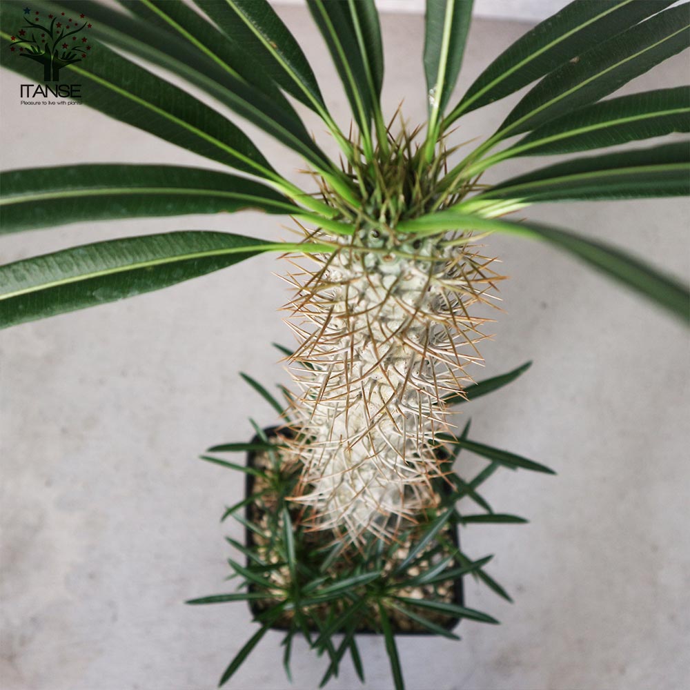パキポディウム ラメリー 【観葉植物 6号角鉢 珍奇植物／多肉植物／1個